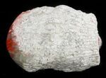 Pennsylvanian Aged Red Agatized Horn Coral - Utah #46741-1